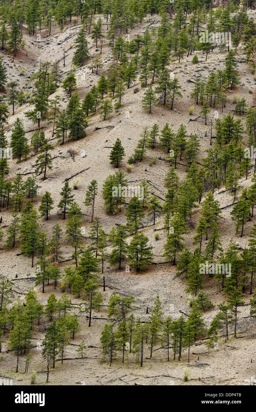 Pine tree population on Thompson River Canyon walls in semi arid