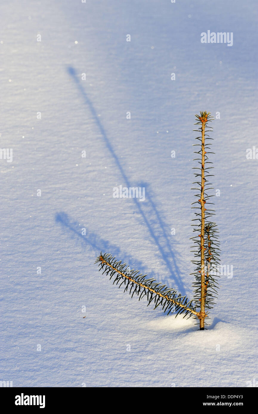 White spruce Picea glauca sapling protruding from fresh snow Stock Photo