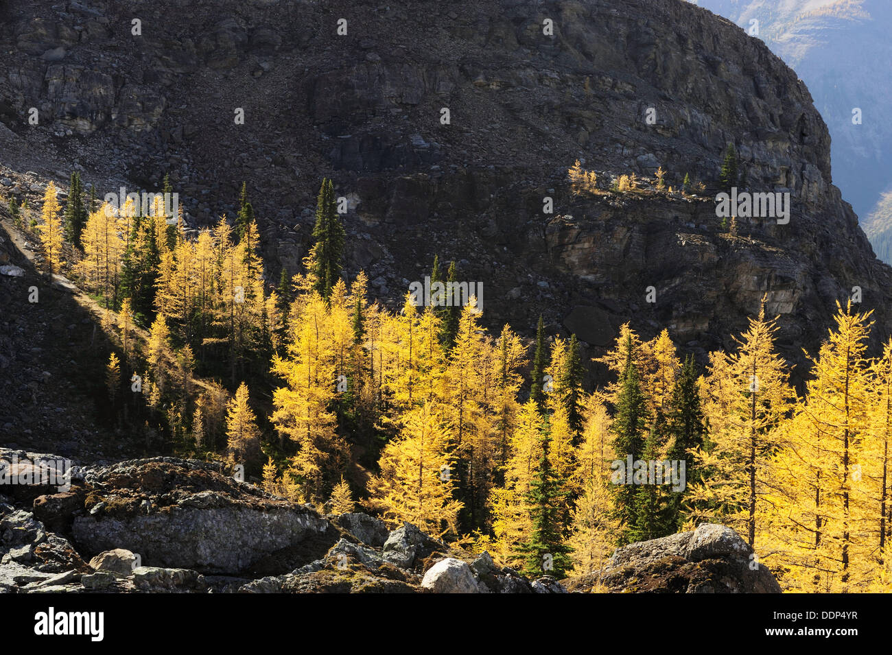 Western larches in autumn colour along McArthur Pass Stock Photo - Alamy