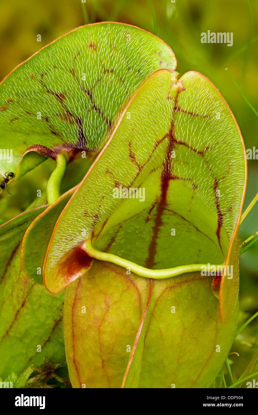 Northern Pitcher Plant leaves specialized to trap insects Stock Photo