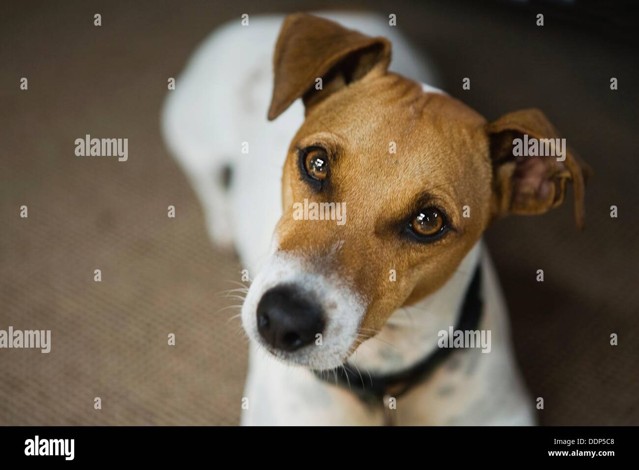 Smooth coat jack russell terrier hires stock photography and images Alamy