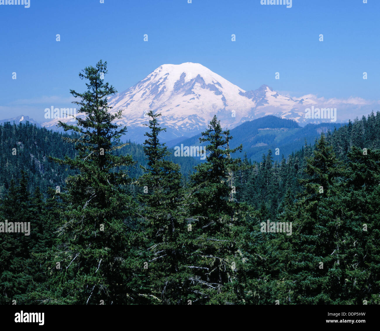Mount Rainier with conifer trees, Gifford Pinchot National Forest