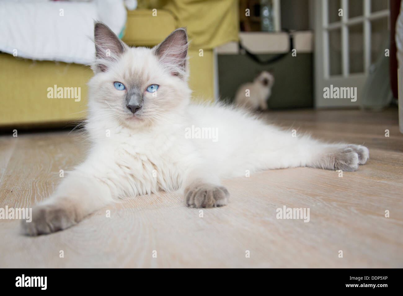 Cat relaxing on the floor Stock Photo - Alamy