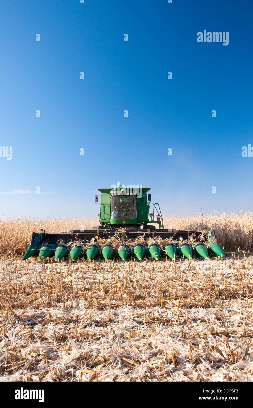 Corn harvest on the Froese farm near Winkler, Manitoba, Canada Stock Photo