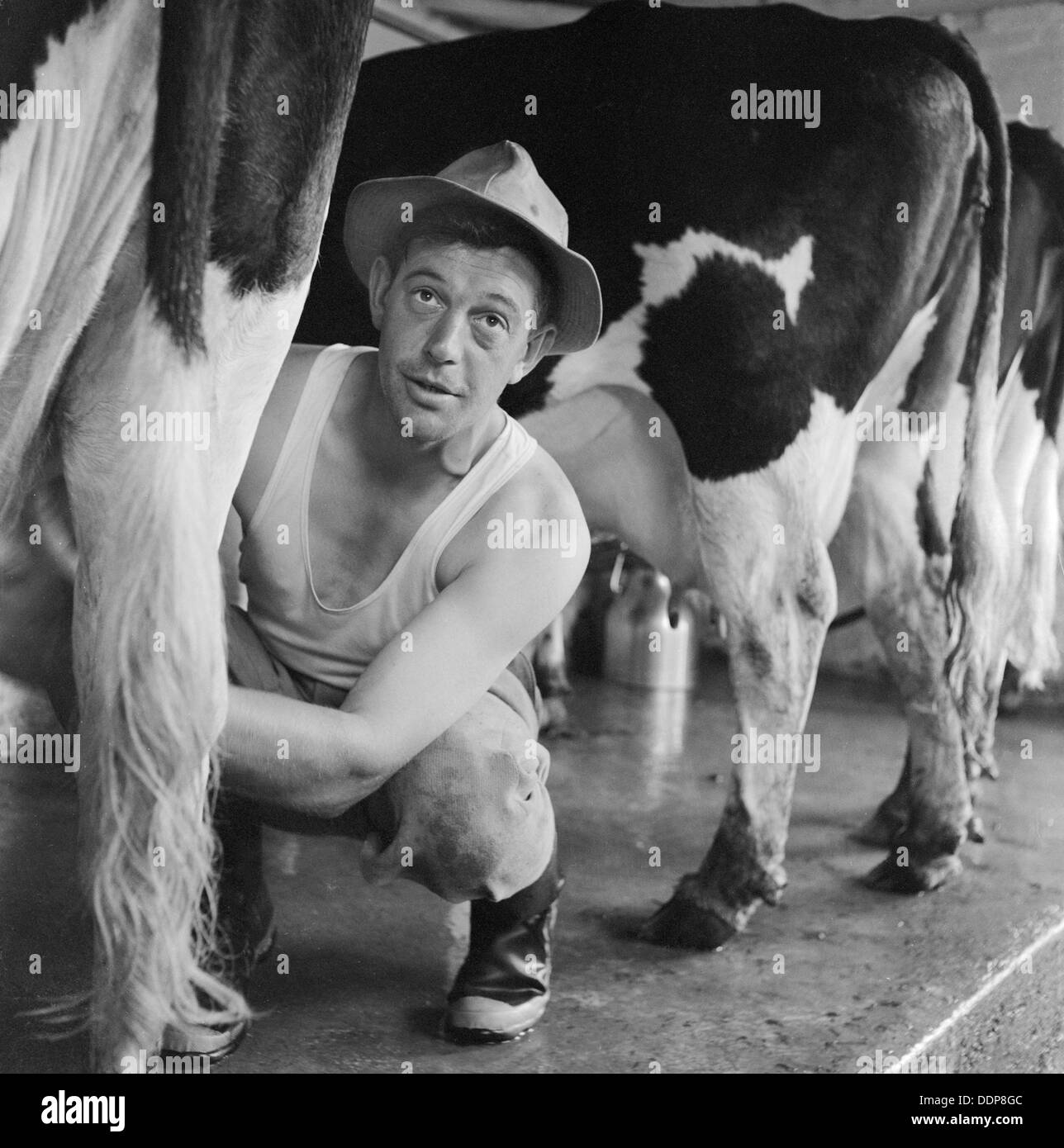 Milking cows by hand, Wood Farm, Toftwood, near Dereham, c1946-c1980. Artist: John Gay Stock Photo