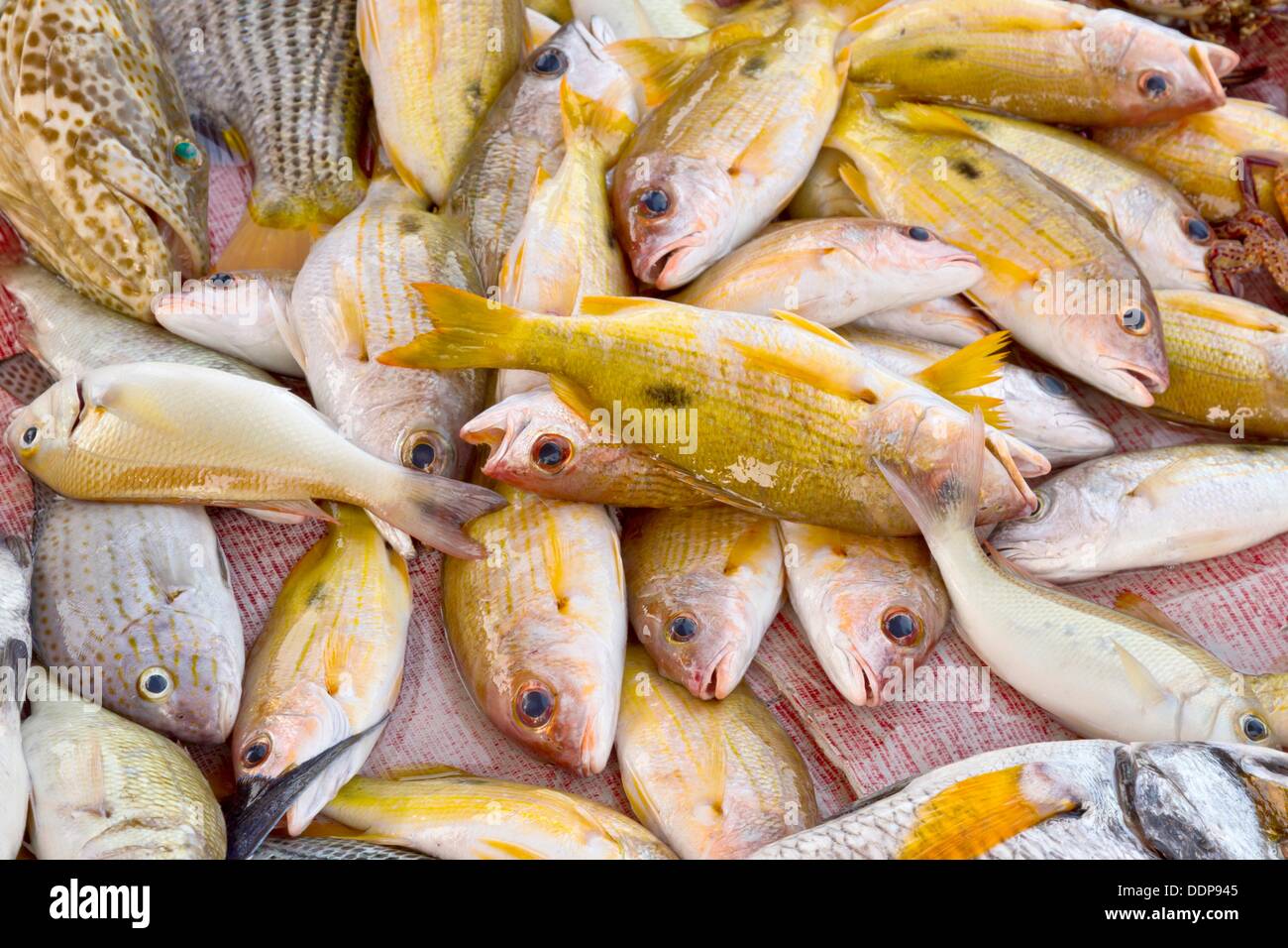Uae emirate sharjah fish market hires stock photography and images Alamy