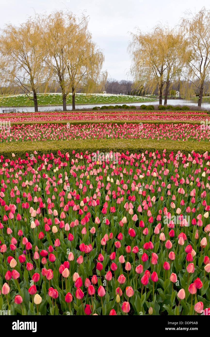 Spring tulip flower beds in the Chicago Botanical Gardens, Chicago