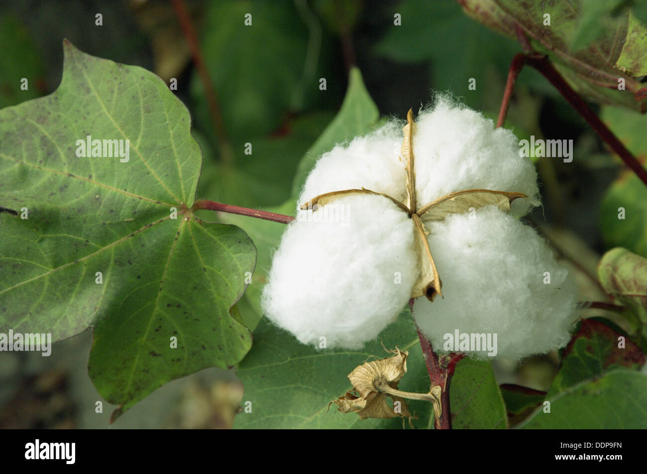 Cotton plants in the field near Suleymanli, Turkey Stock Photo Alamy