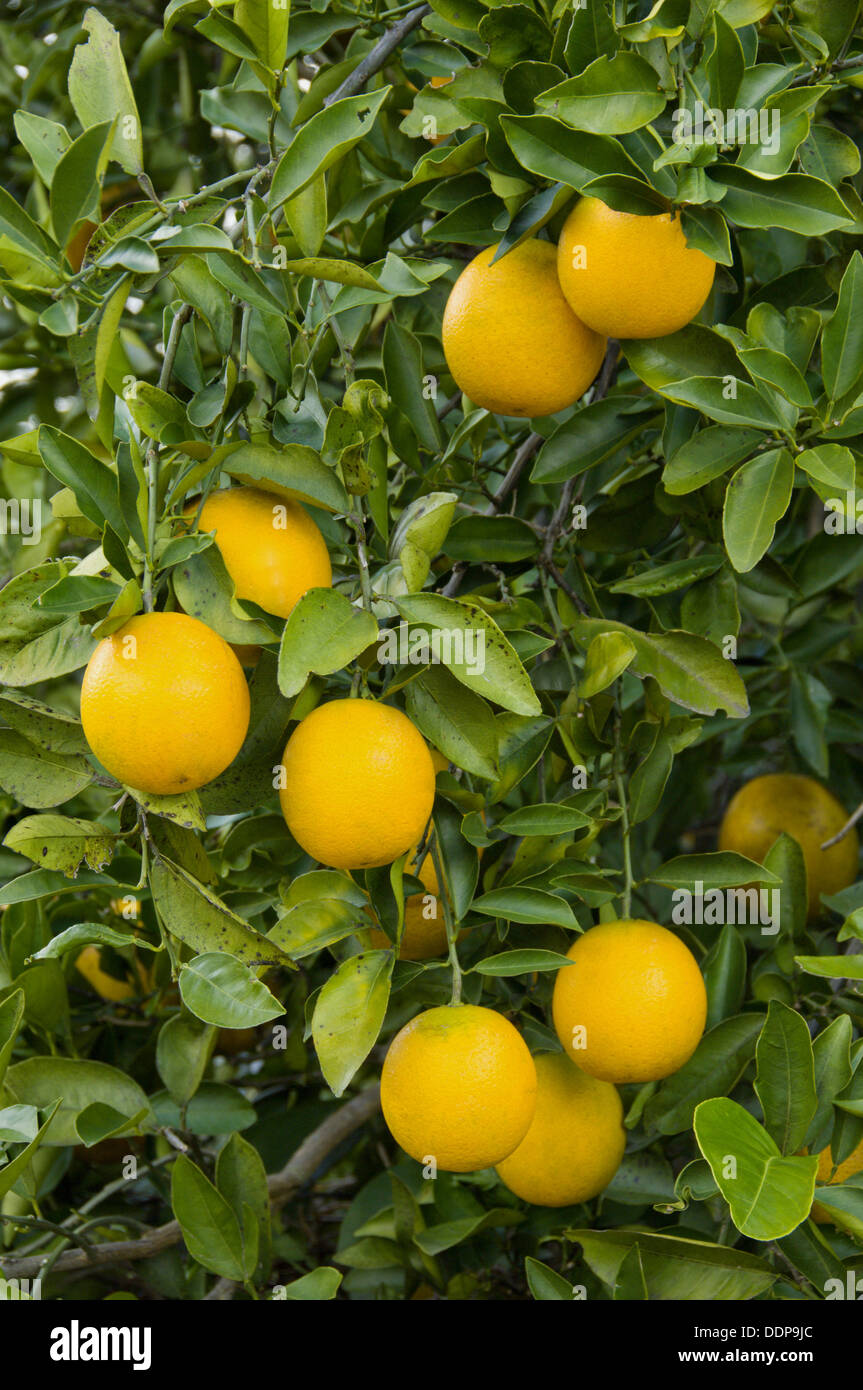 Orange orchard florida hires stock photography and images Alamy