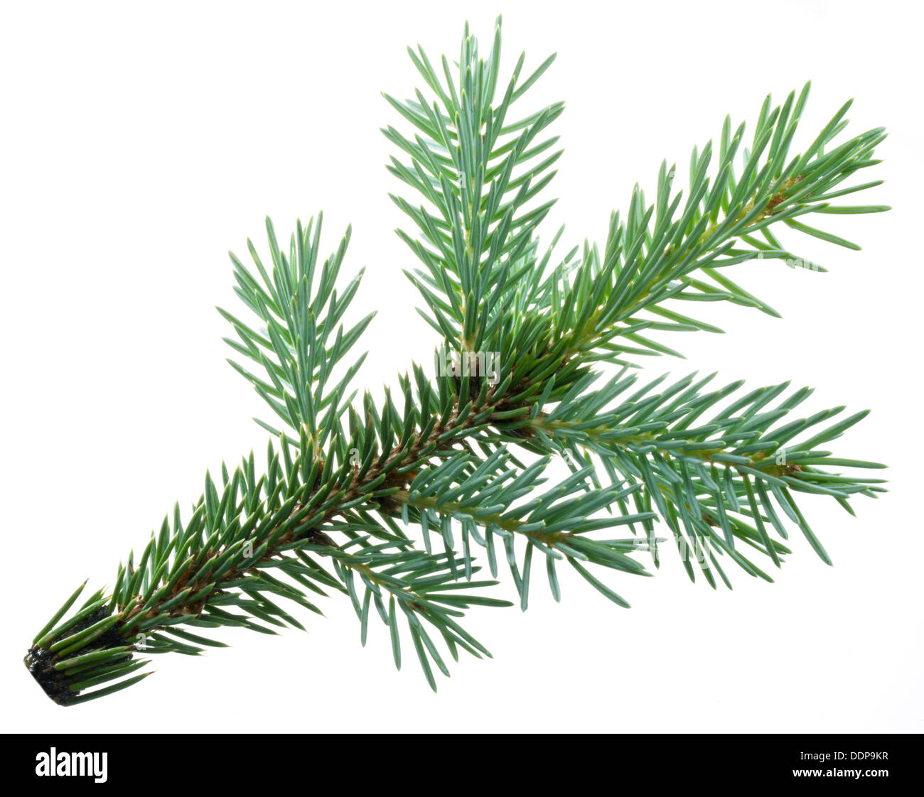Fir branch isolated on white background Stock Photo - Alamy
