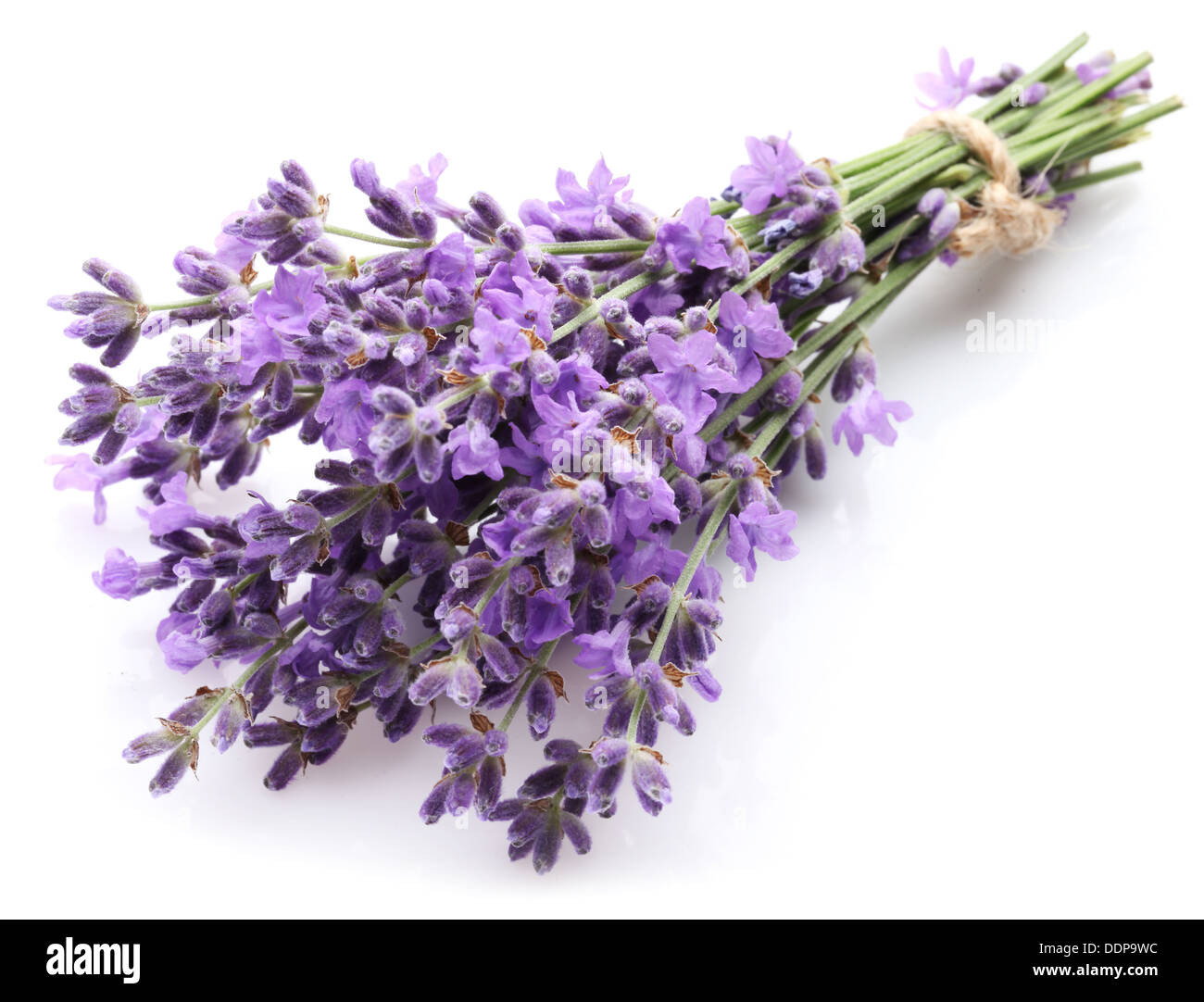 Bunch of lavender on a white background. Stock Photo
