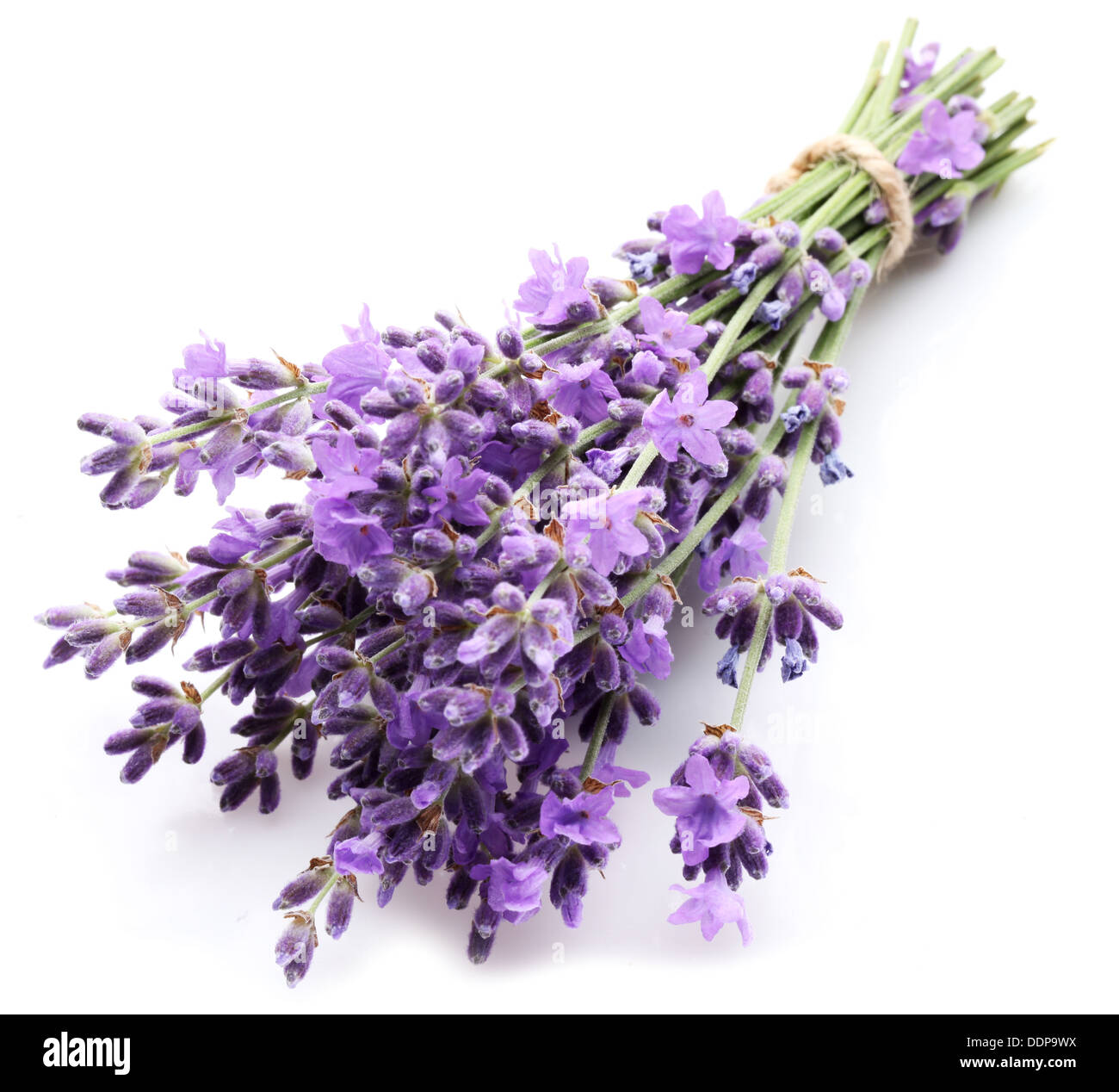 Bunch of lavender on a white background. Stock Photo