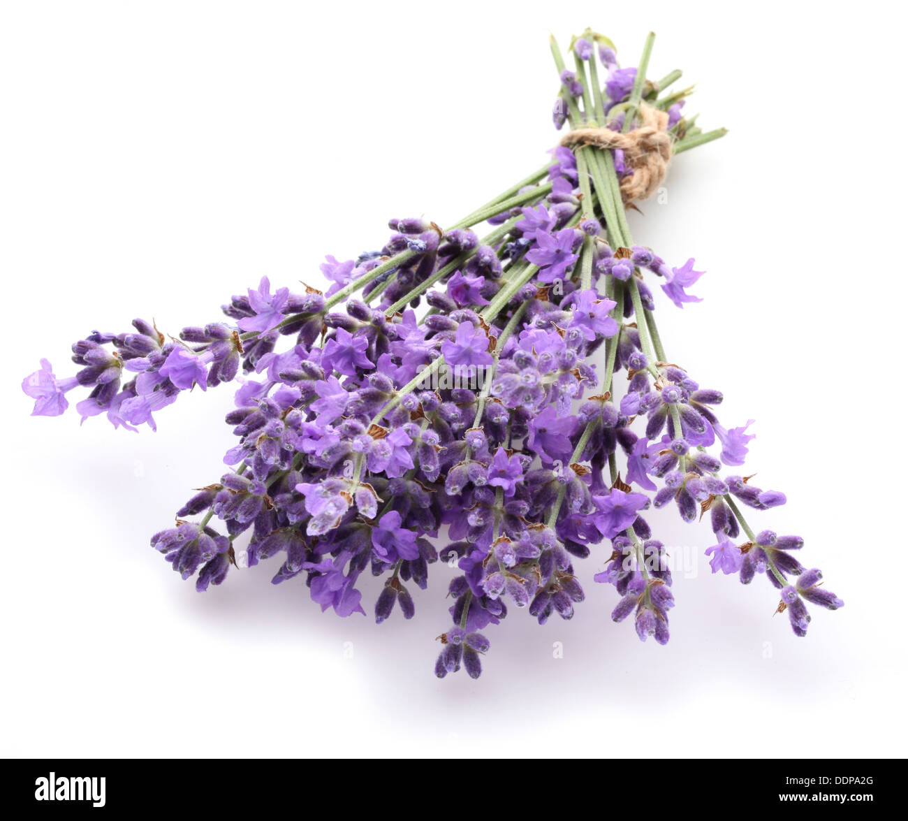 Bunch of lavender on a white background. Stock Photo