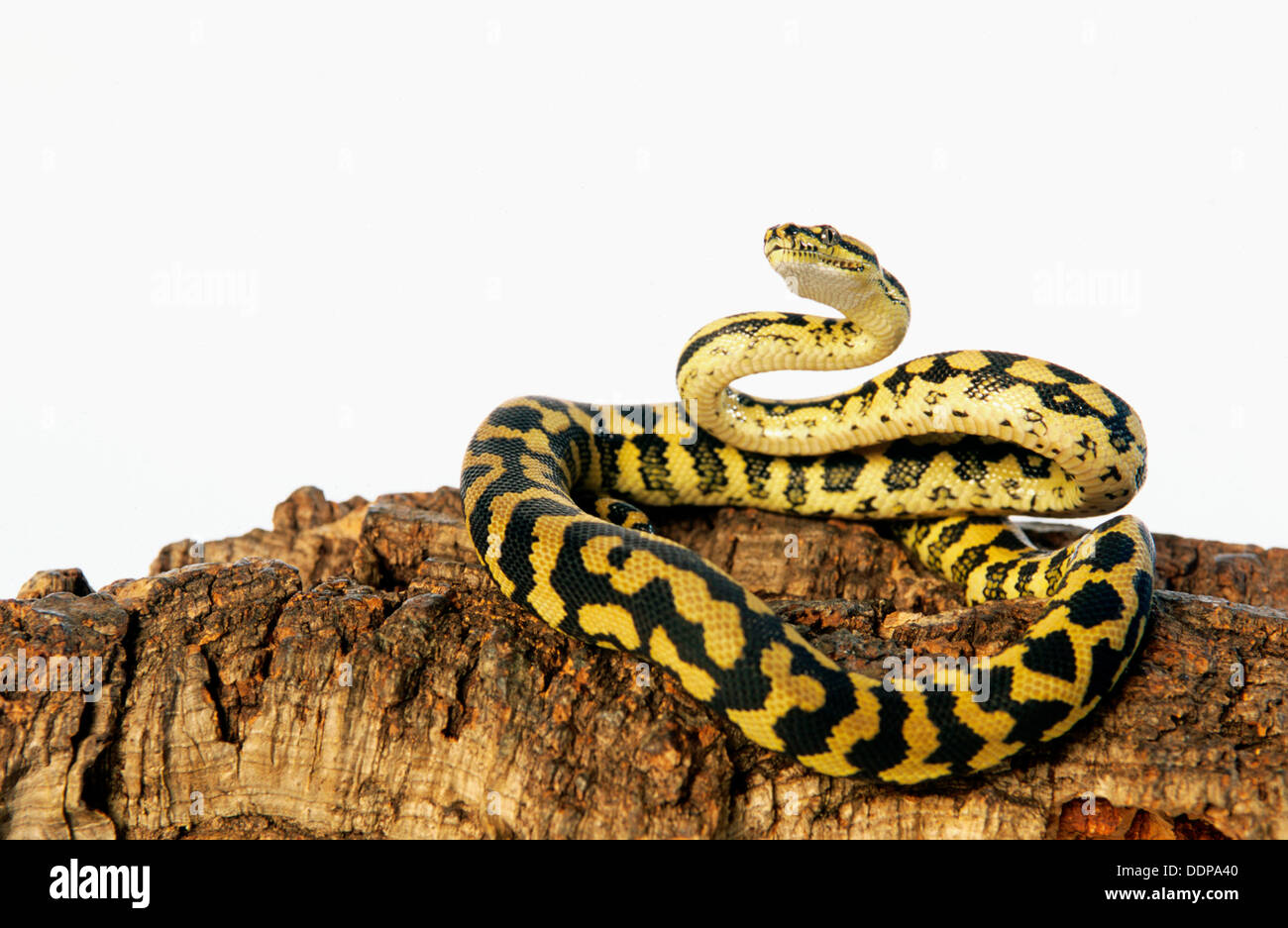 Jungle Carpet Python High Resolution Stock Photography and Images - Alamy