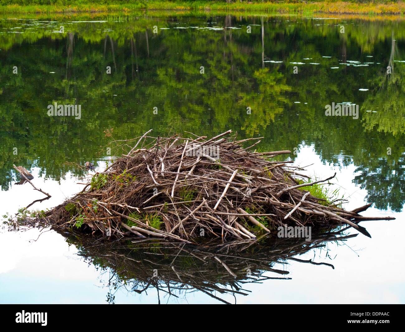 Beaver house hires stock photography and images Alamy