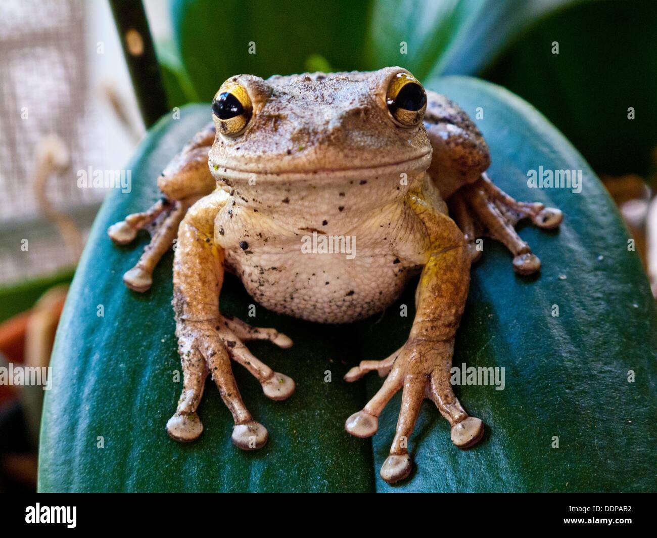Cuban tree frog Stock Photo Alamy
