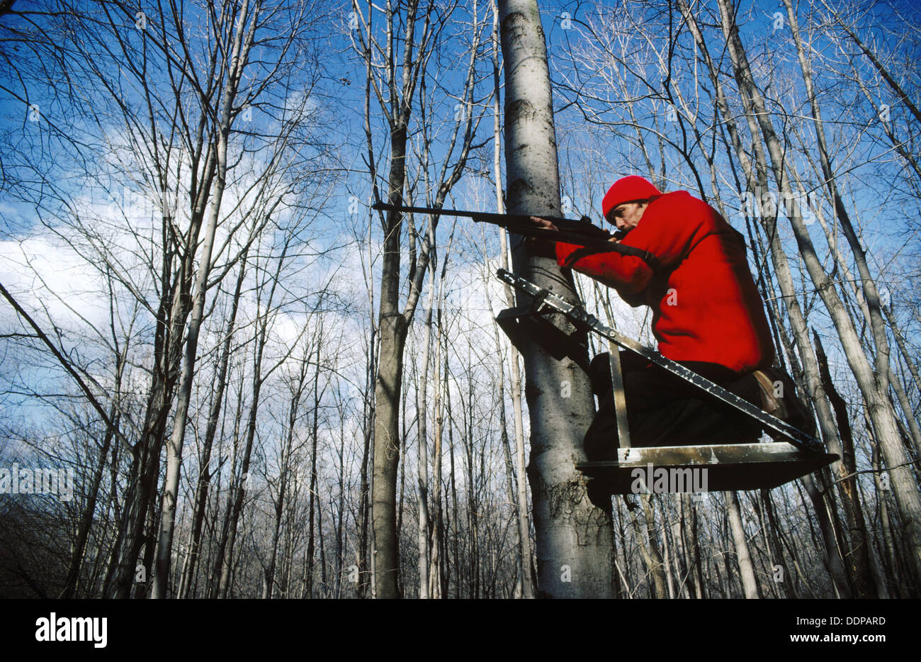Hunting from tree stand whitetailed deer, rifle hunting. USA Stock