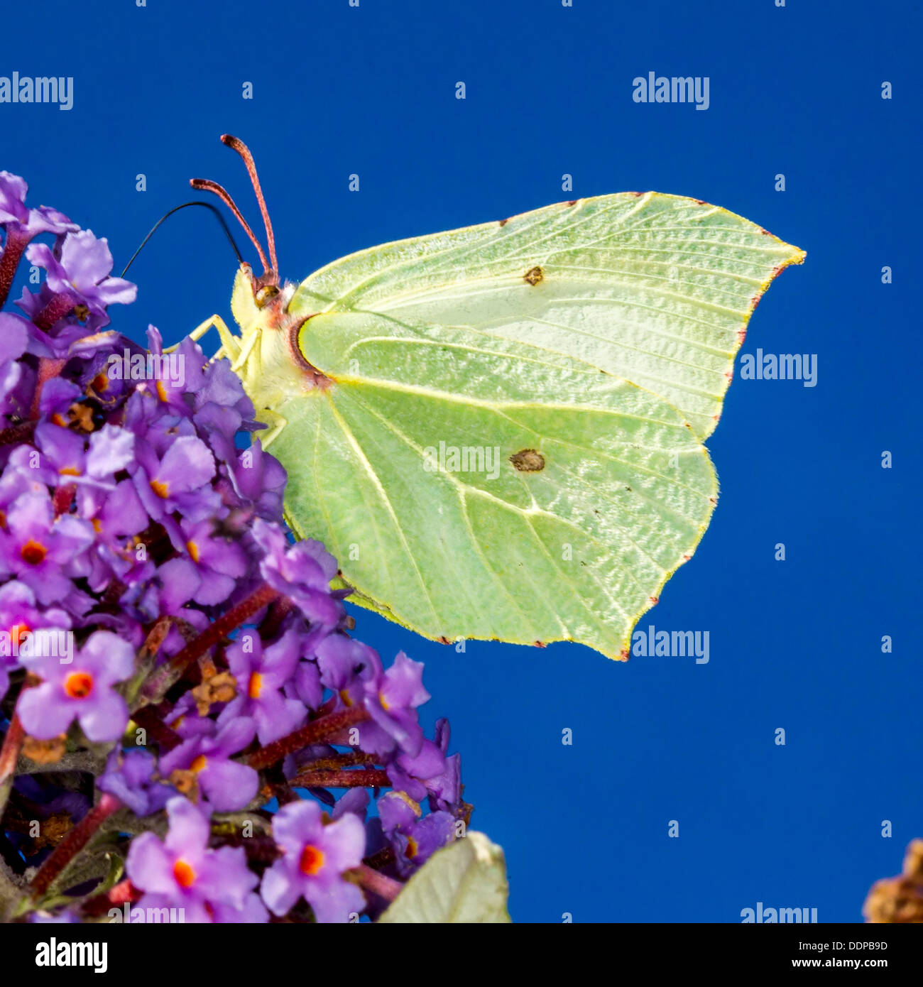 Northamptonshire. 5th September 2013. Summer Leys Nature Reserve.  A Brimstone Butterfly  warms up in the late morning sun, after the heavy mists of this morning, temperatures forecast to reach 28 degs around lunch time Credit:  Keith J Smith./Alamy Live News Stock Photo