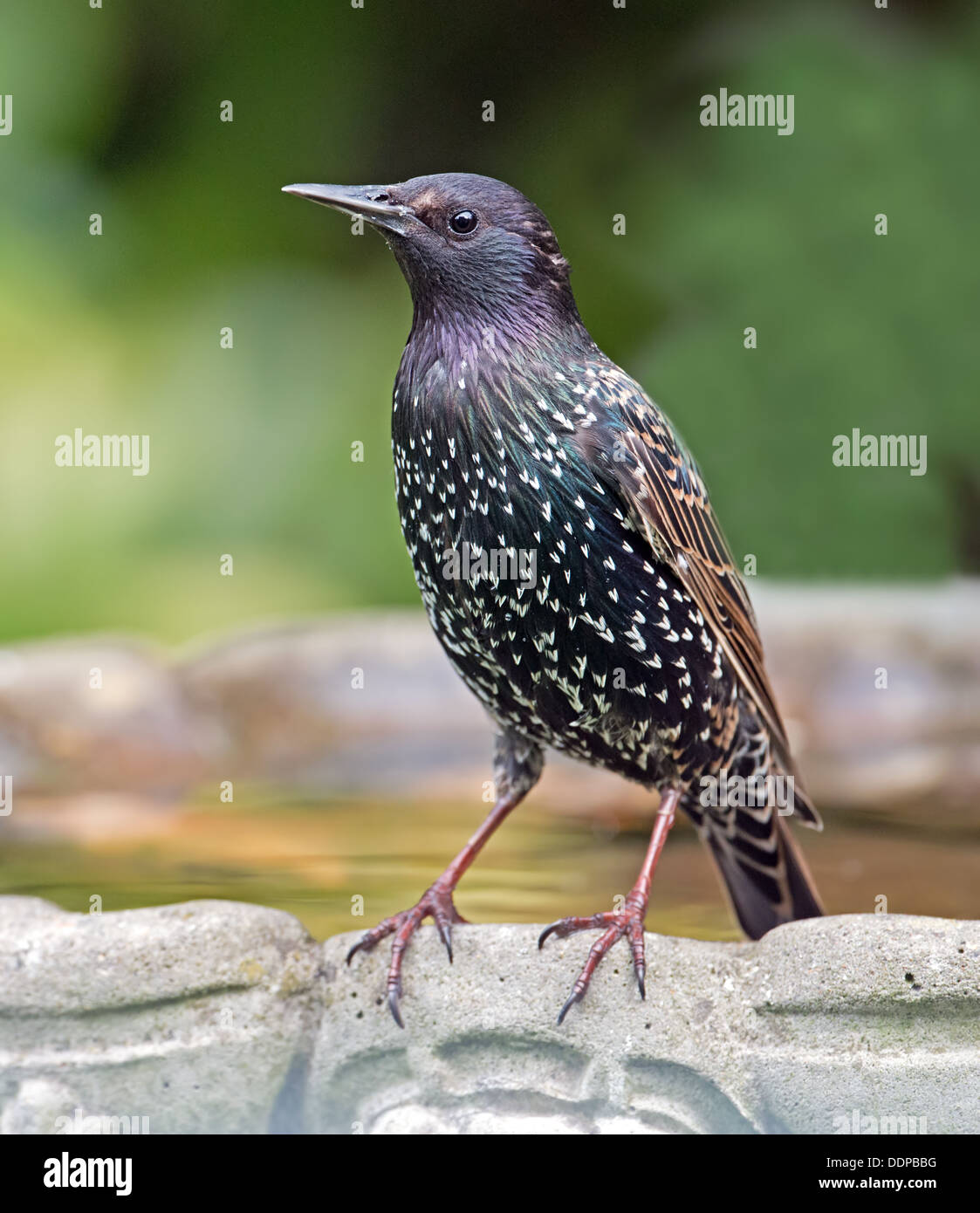 Common Adult Starling (Sturnus vulgaris) Perched On Bird Bath. Summer. Uk Stock Photo