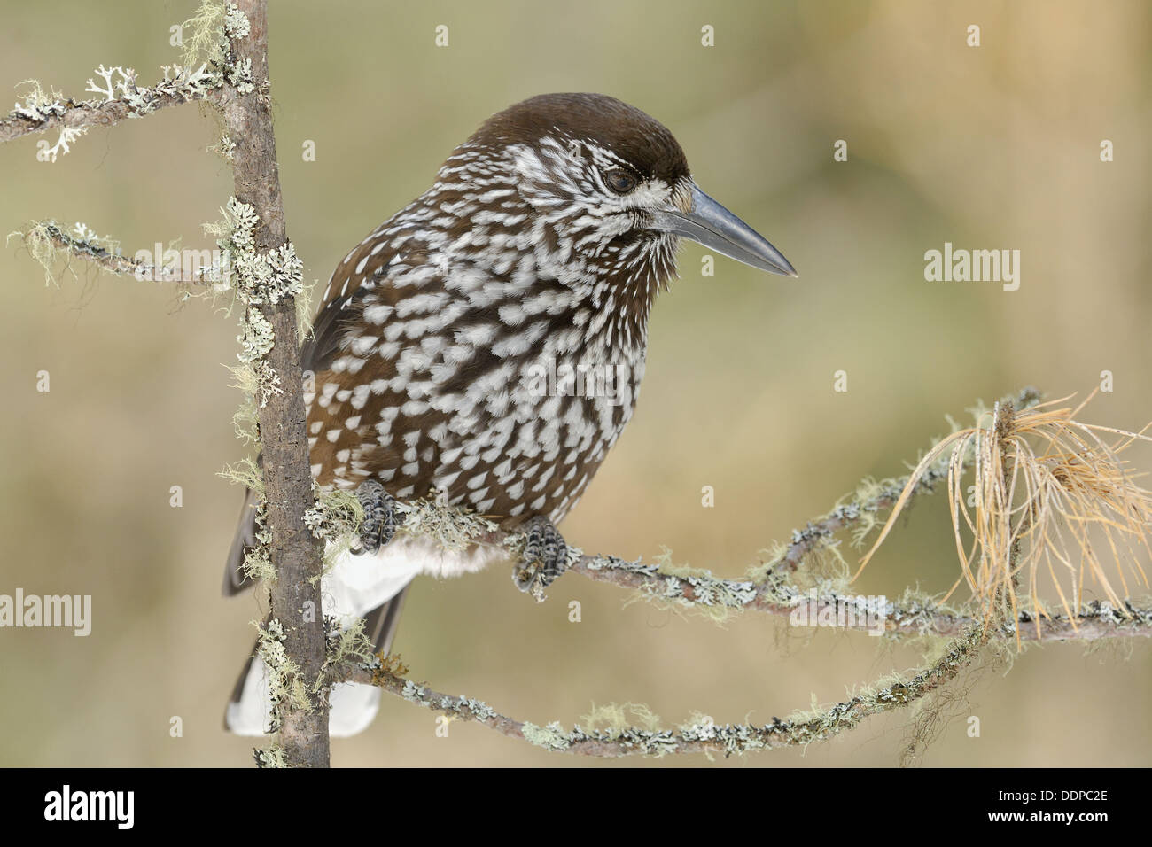 Eurasian Nutcracker (Nucifraga caryocatactes). Upper Engadin