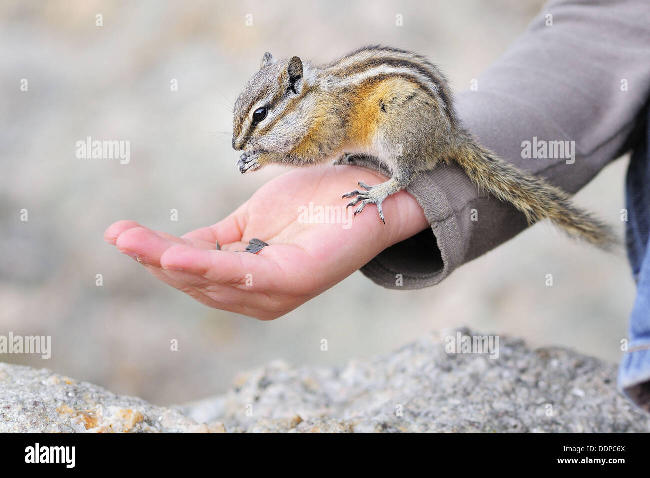 Least Chipmunk (Tamias minimus), feeding on a child´s hand. Custer State Park, South Dakota,USA. Stock Photo