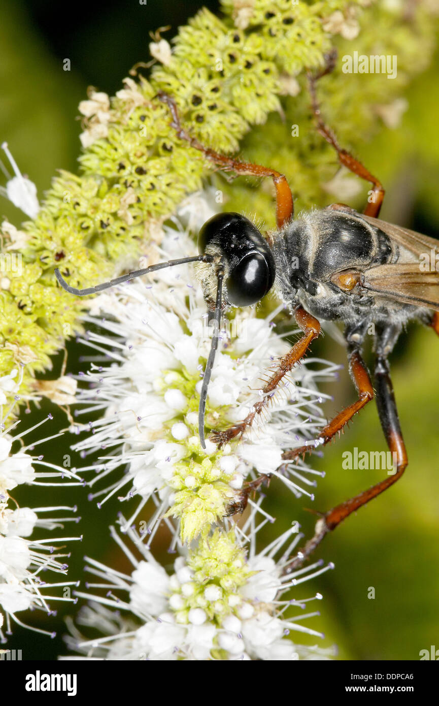 Rufocinctus High Resolution Stock Photography and Images Alamy