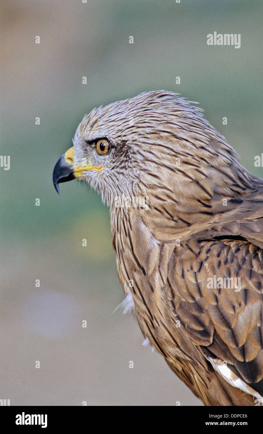 Black Kite (Milvus migrans Stock Photo - Alamy