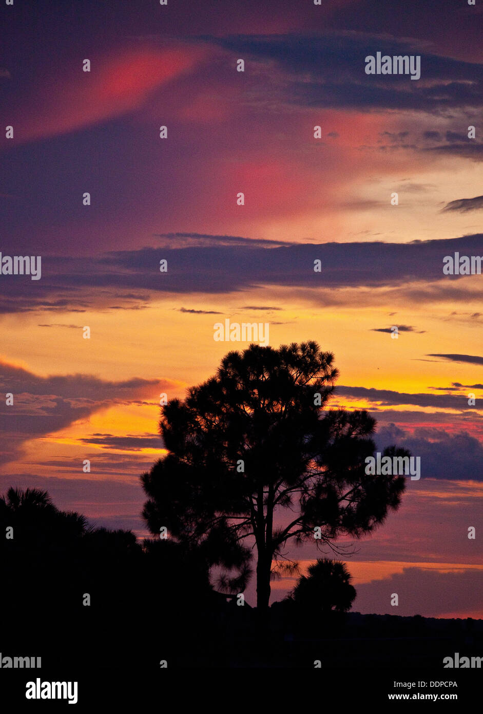 Sunset with silhouetted pine tree Stock Photo - Alamy