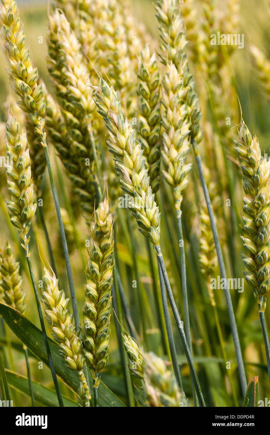 Color Theory Wheat Sprigs- Light Yellow main image 1
