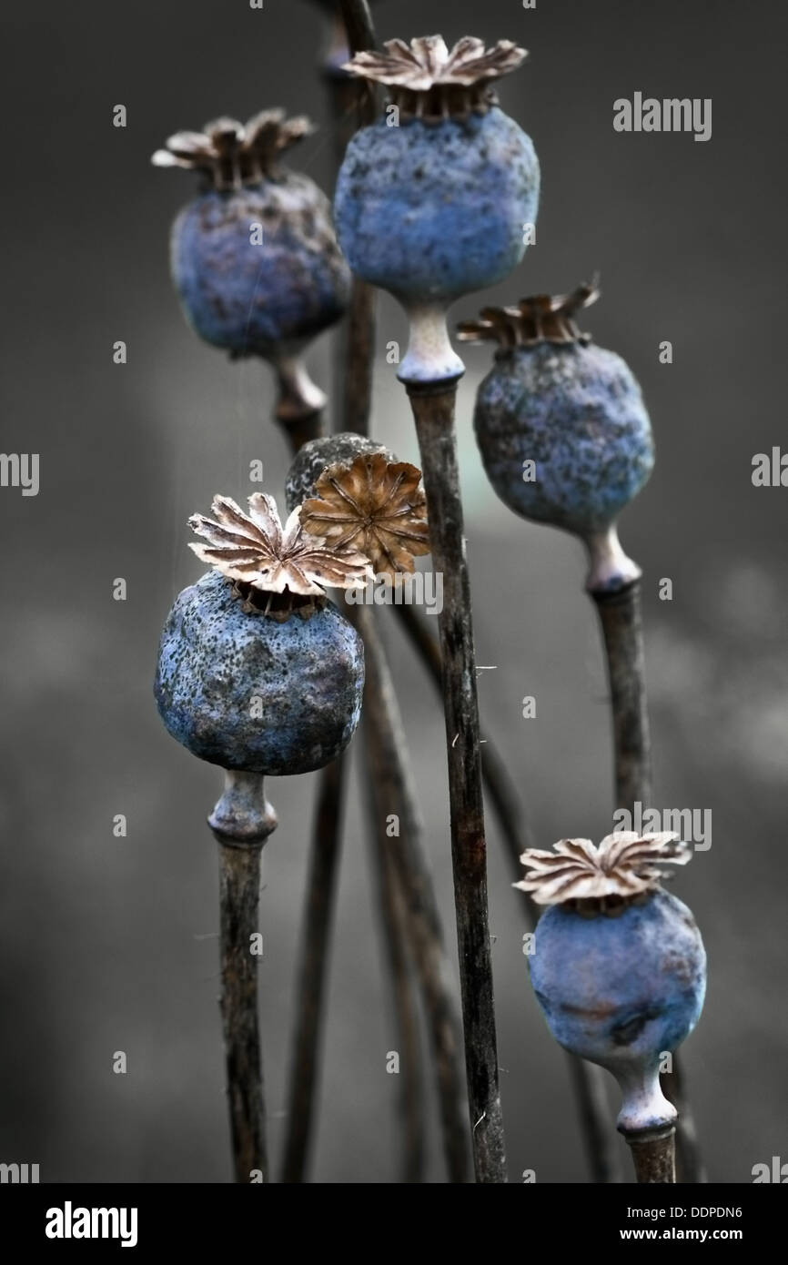 Poppy flower arrangement hires stock photography and images Alamy