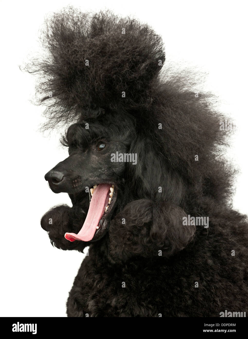 black poodle dog portrait Stock Photo