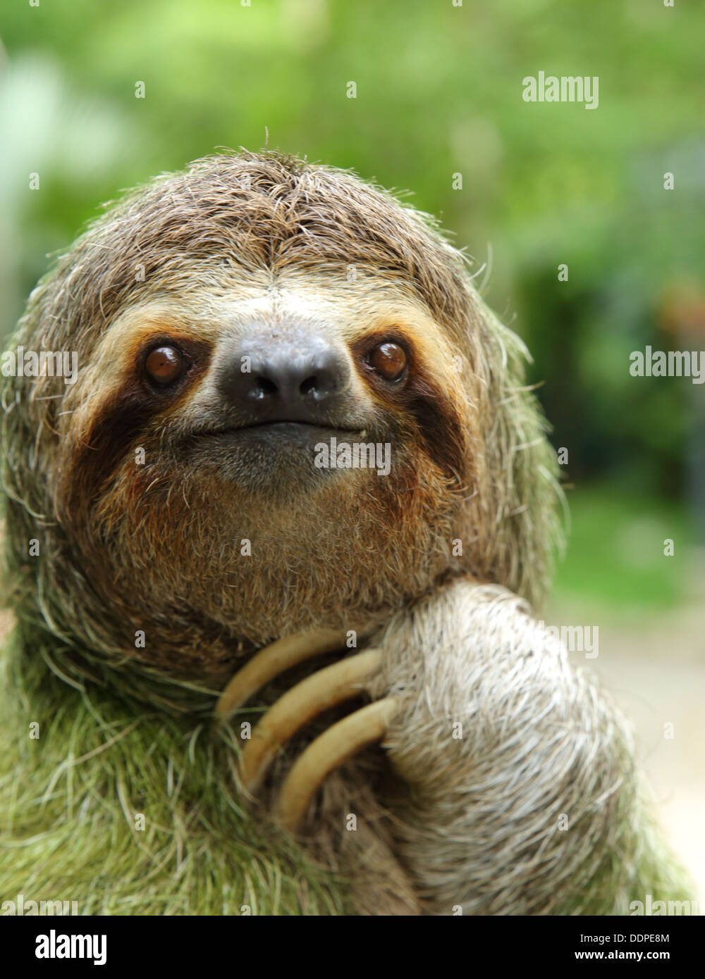 Closeup of a three-toed sloth, Costa Rica Stock Photo