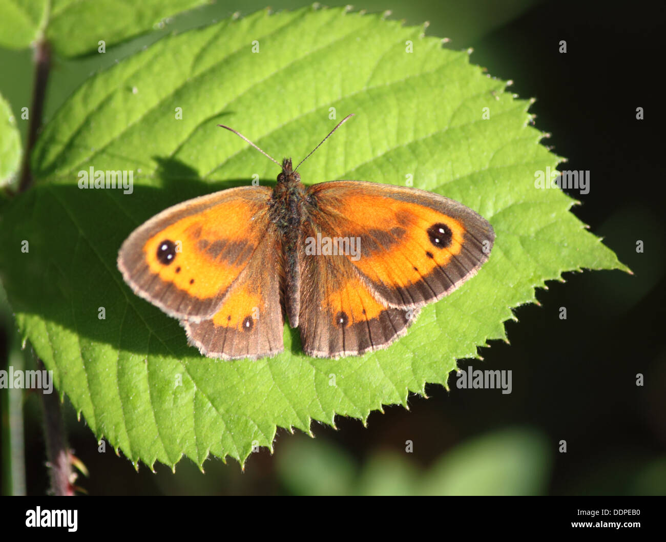 A Gatekeeper or Hedge Brown butterfly (Maniola tithonus) rests on a leaf. Stock Photo