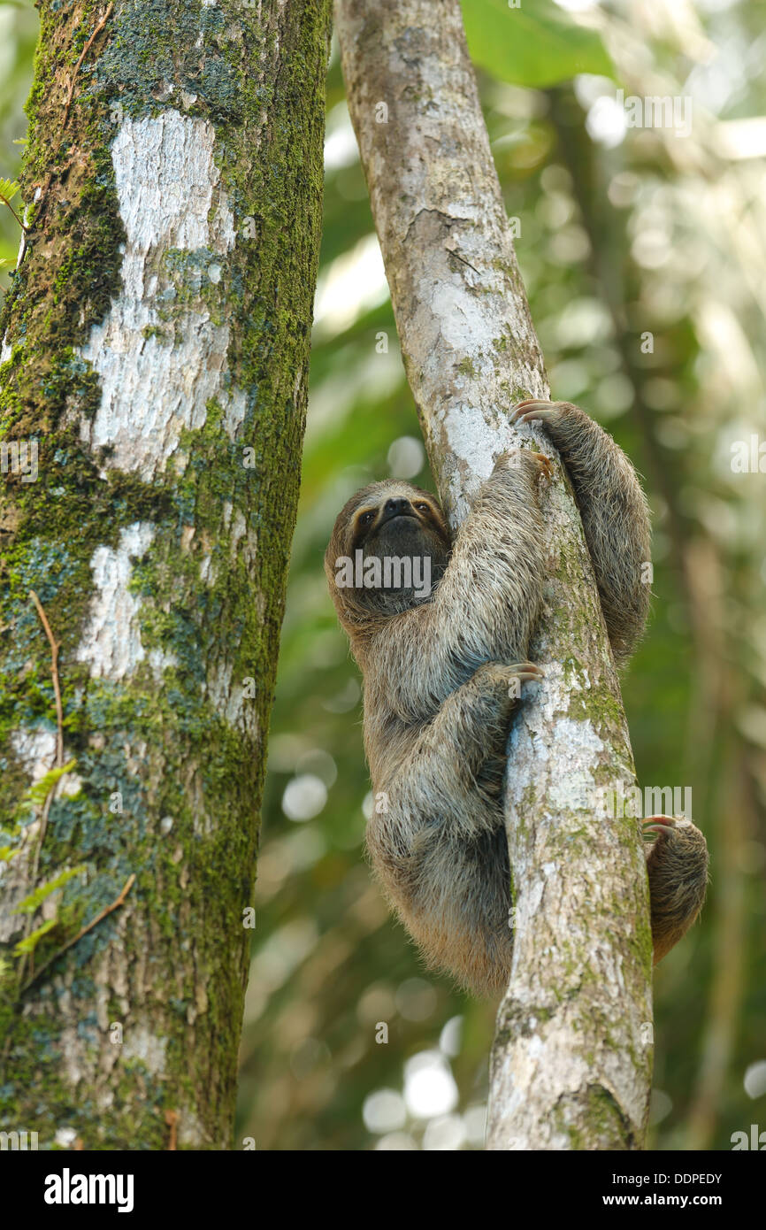 Three-toed sloth in tree, Costa Rica Stock Photo