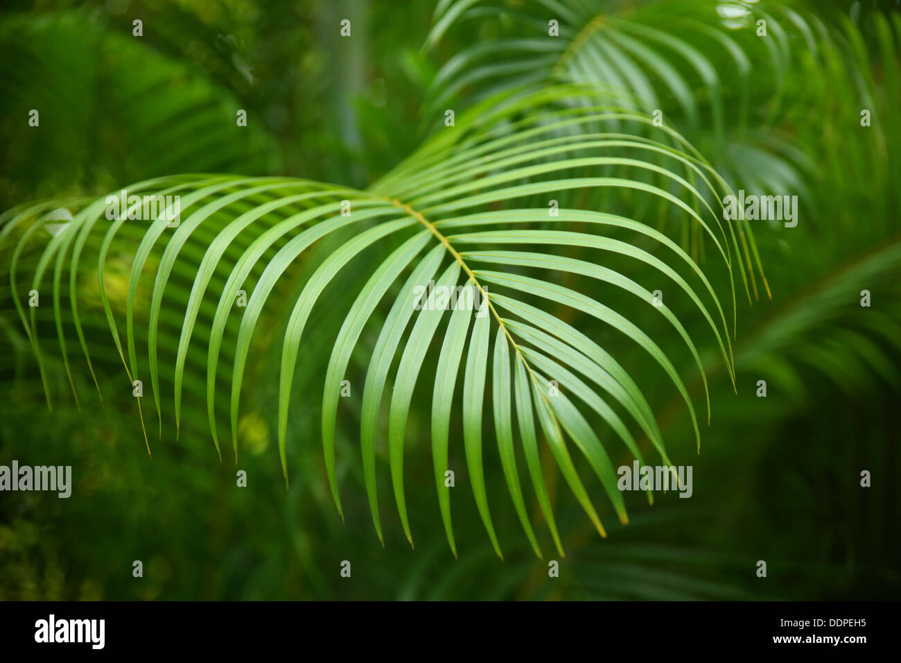 Tropical Palm Branches, Costa Rica Stock Photo