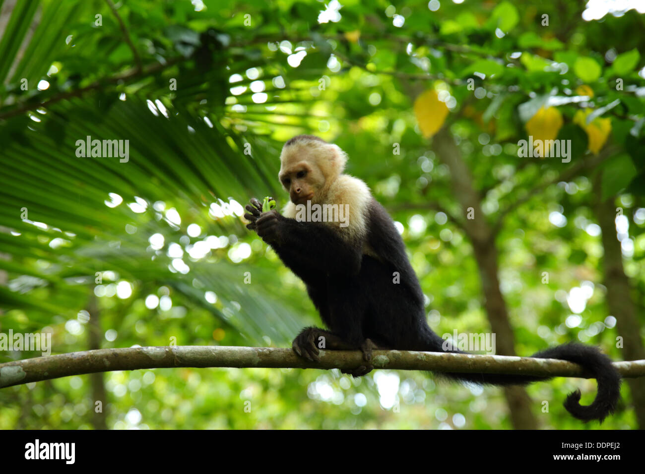 Capuchin Monkey eating in tree, Manuel Antonio, Costa Rica. Stock Photo