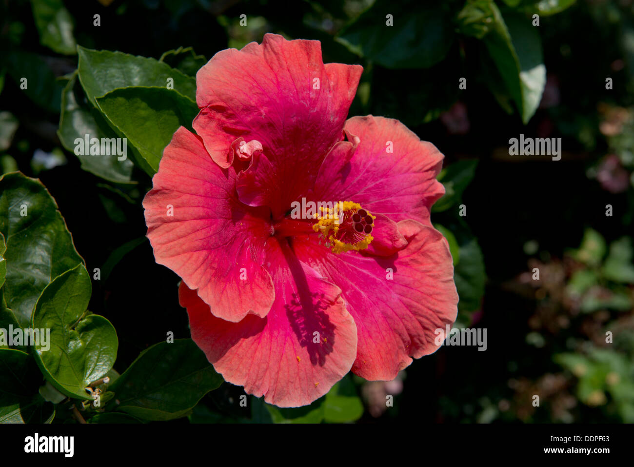 A red and orange hibiscus flower on the island of Salina, The Aeolian