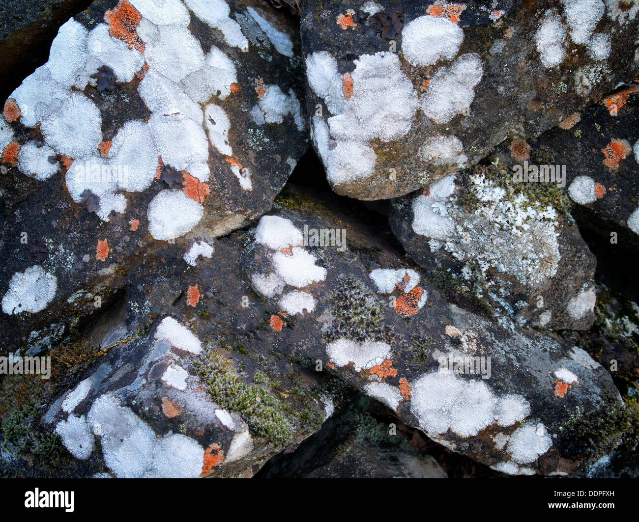 Pattern of rock lichens. Columbia River Gorege National Scenic Area, Oregon Stock Photo