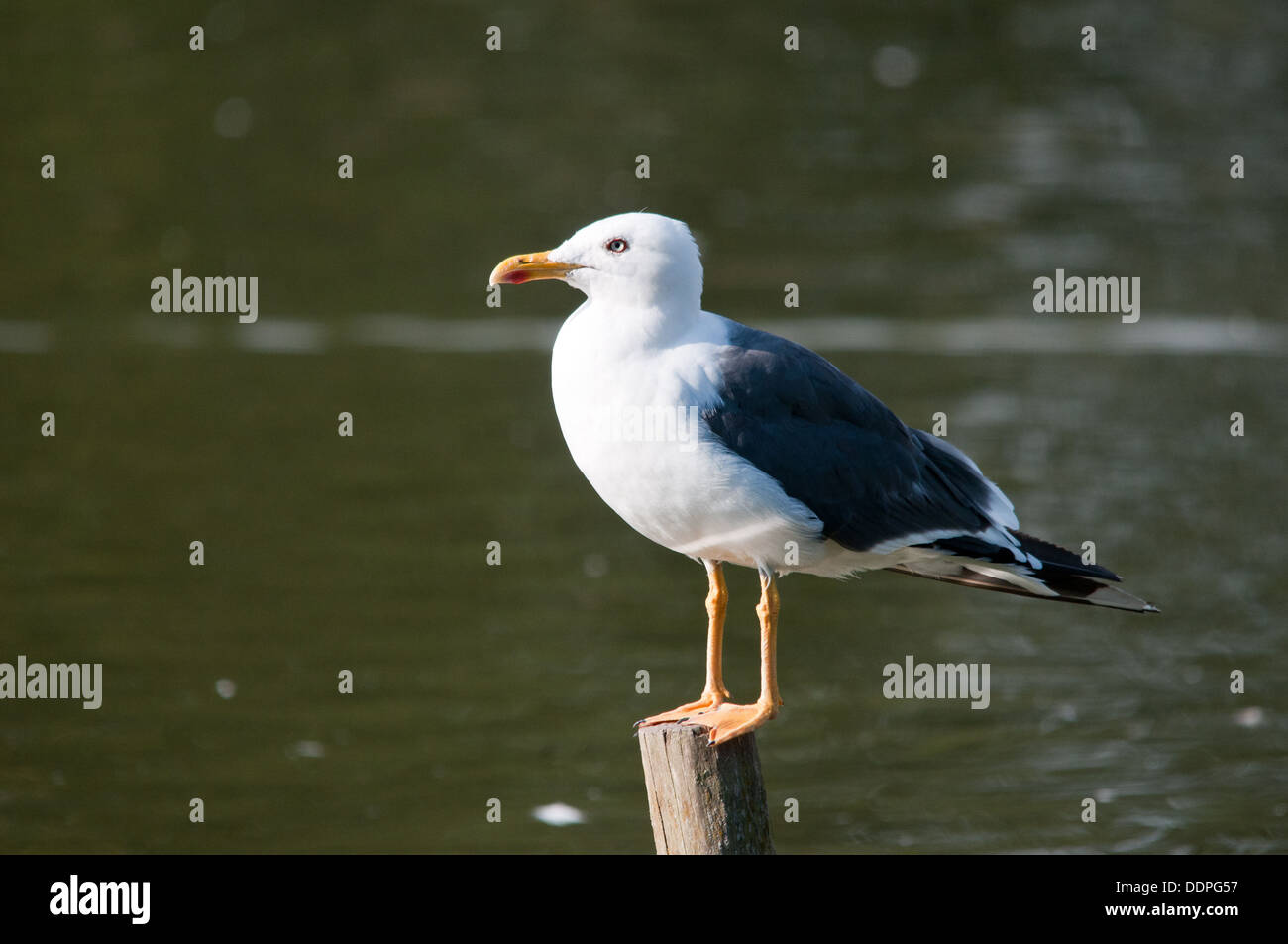 Lesser Black backed gull perched sat motionless Stock Photo