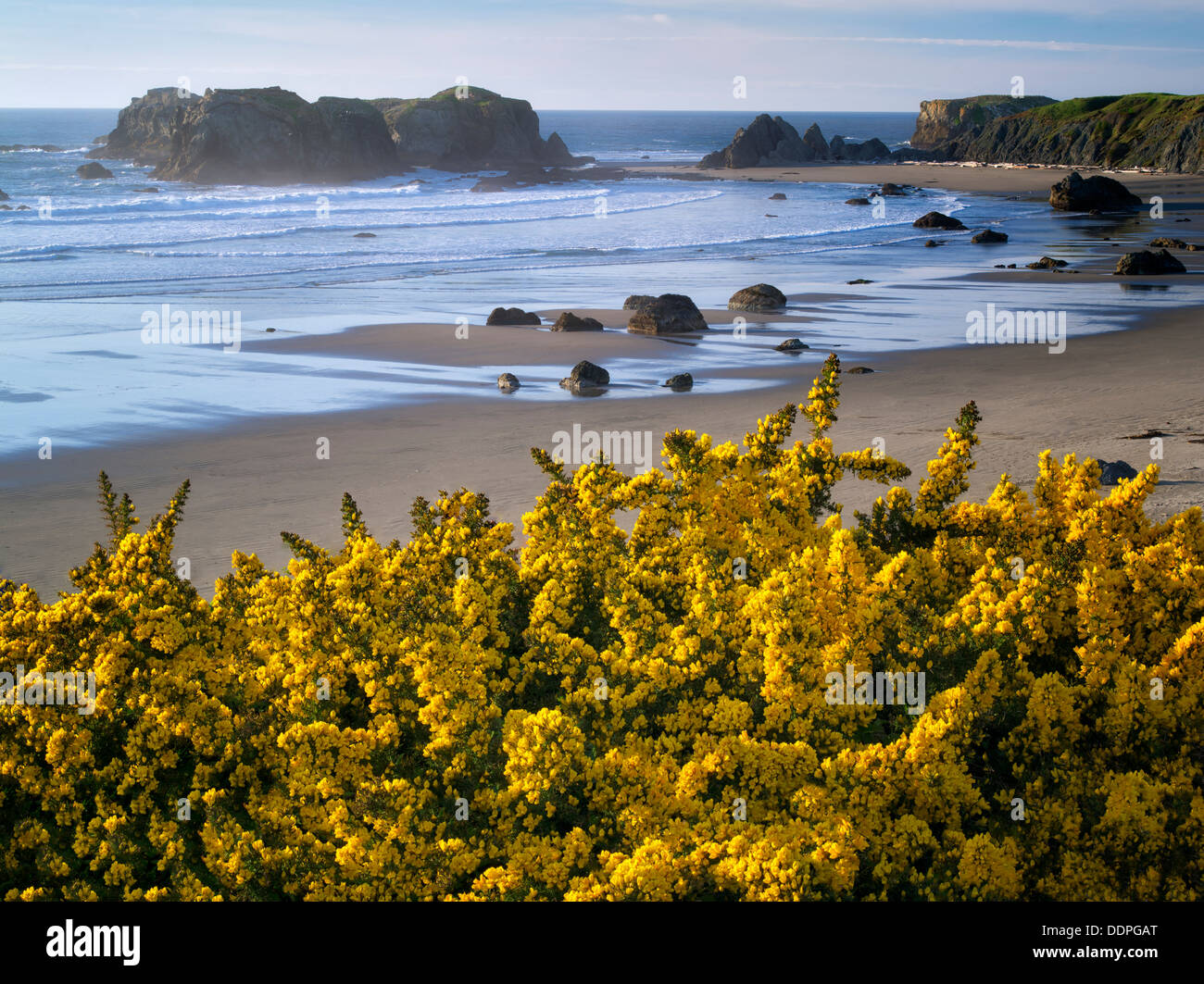 Gorse wildflowers and coastline at Bandon, Oregon. Stock Photo
