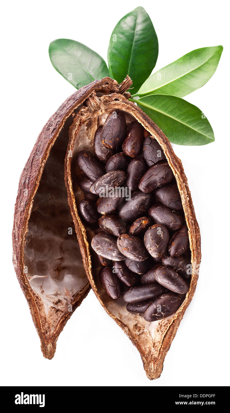 Cocoa pod on a white background. Stock Photo