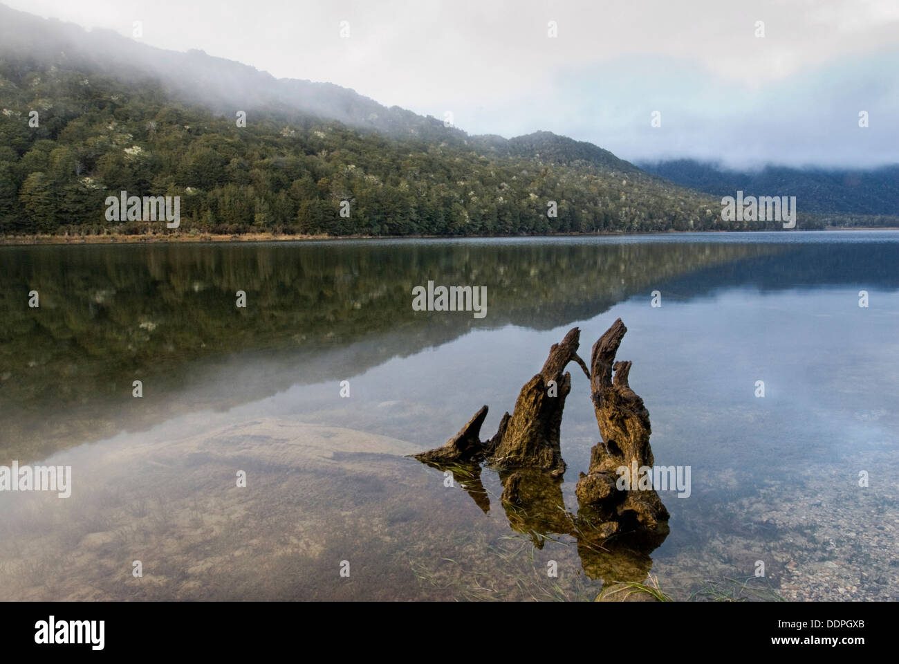 Tree stump in Lake Monowaii, Fiordland National Park, South Island, New Zealand Stock Photo