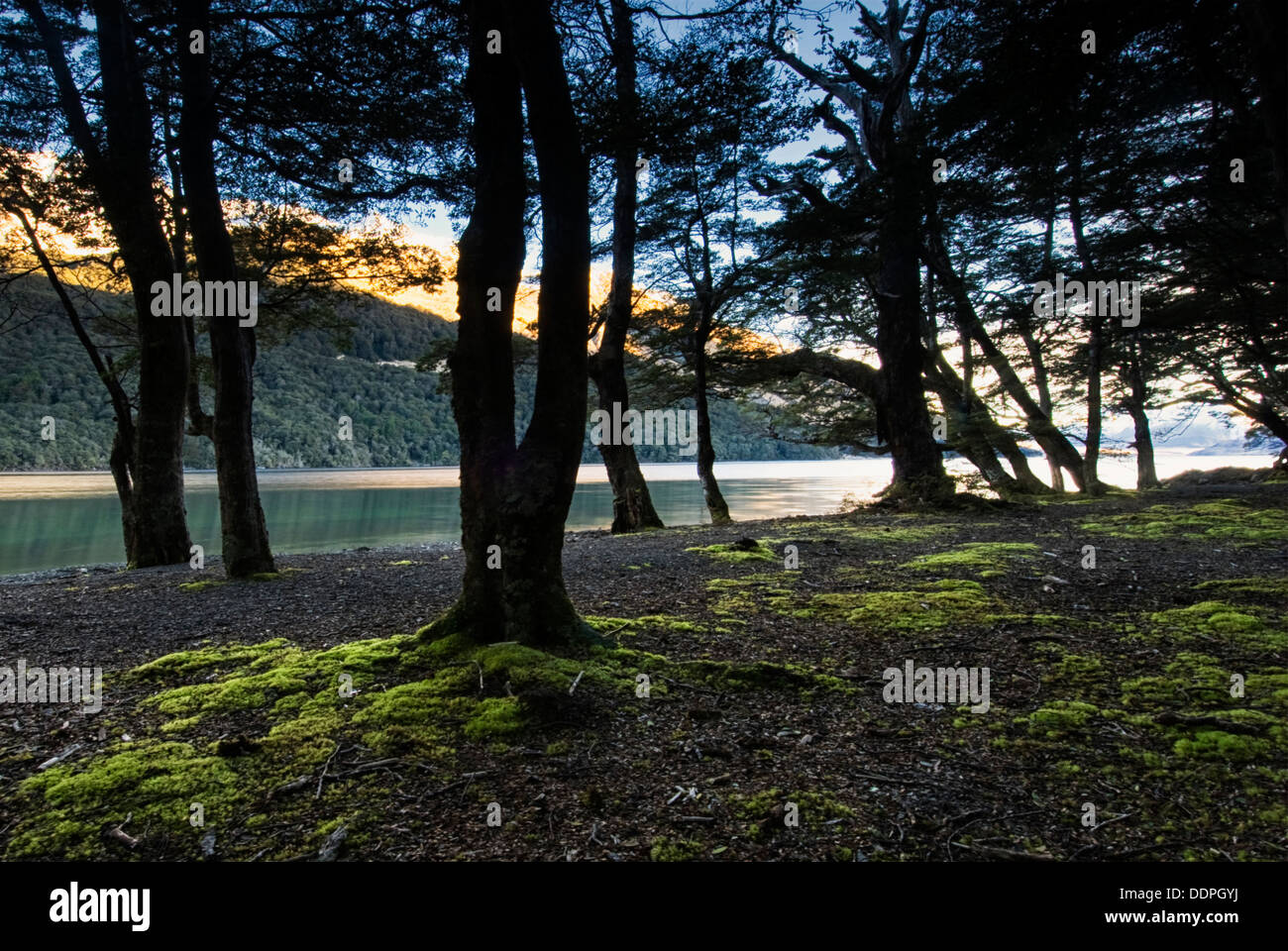 Tree roots of a ancient forest on the shores of the Marvora Lakes, South Island, New Zealand Stock Photo