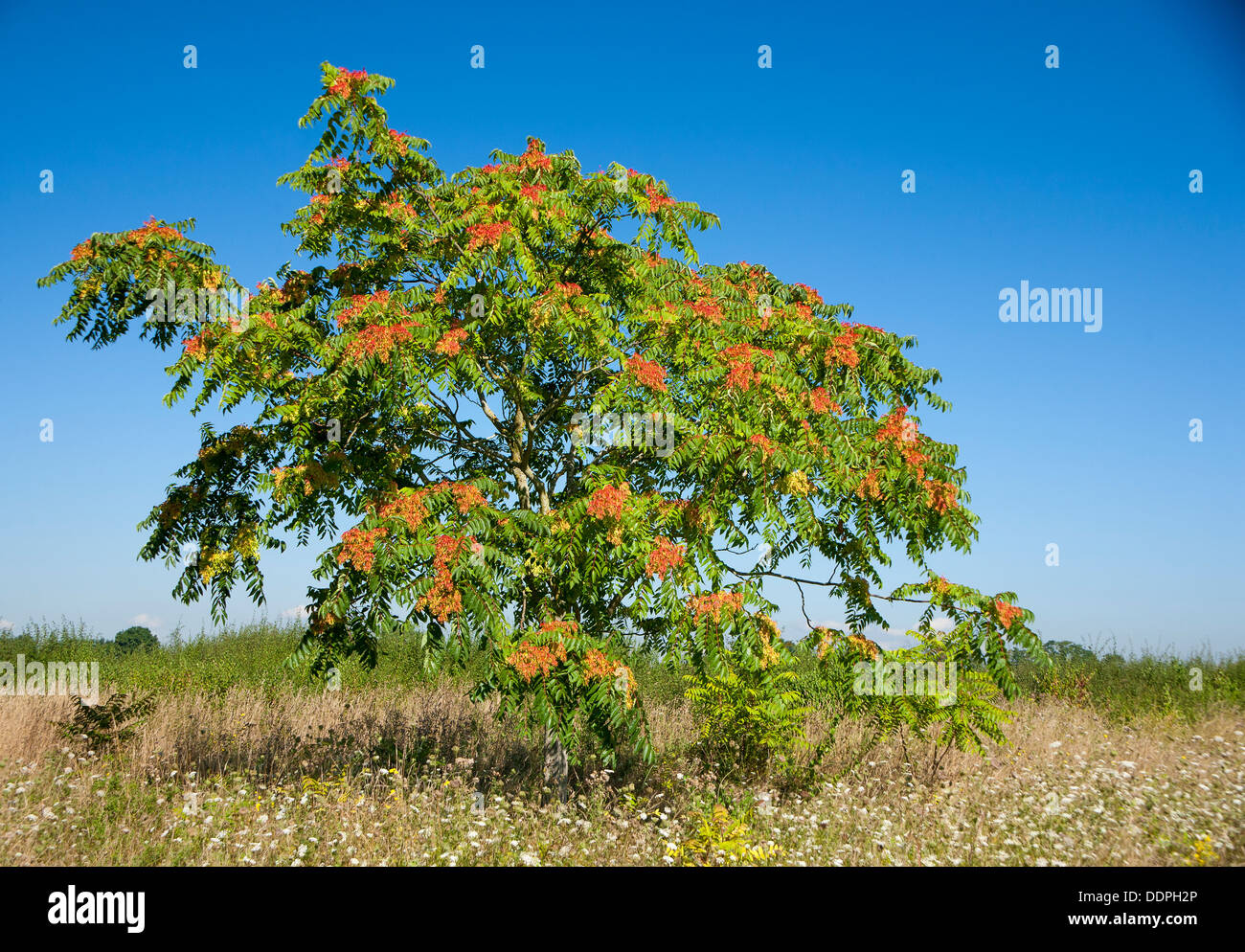 Rhus tree in field. Stock Photo