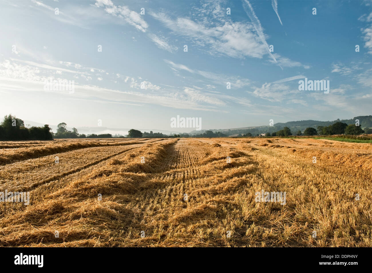 Straw lies ready for baling after harvest in a Herefordshire field