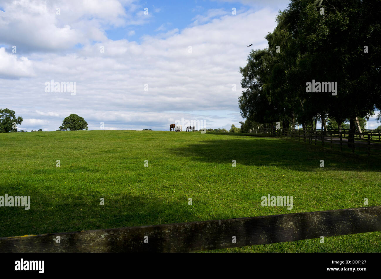 Irish National Stud in Kildare, Ireland Stock Photo Alamy