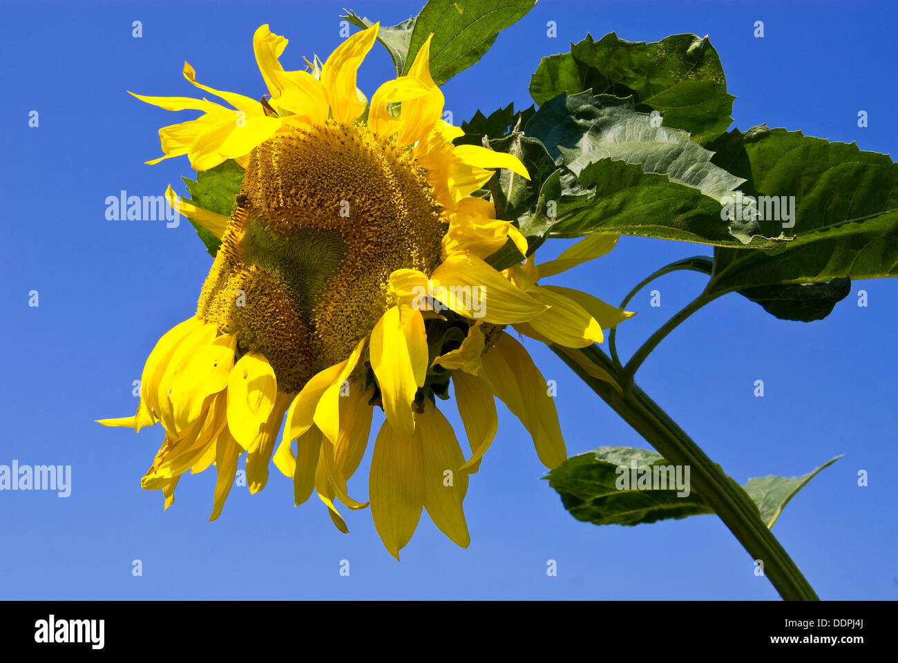 Sunflower against a blue sky Stock Photo - Alamy
