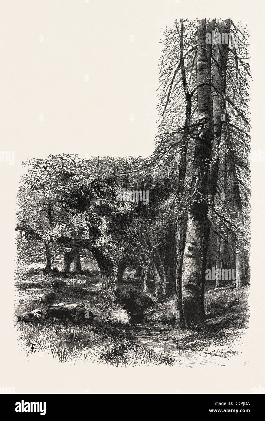 New forest victorian hi-res stock photography and images - Alamy