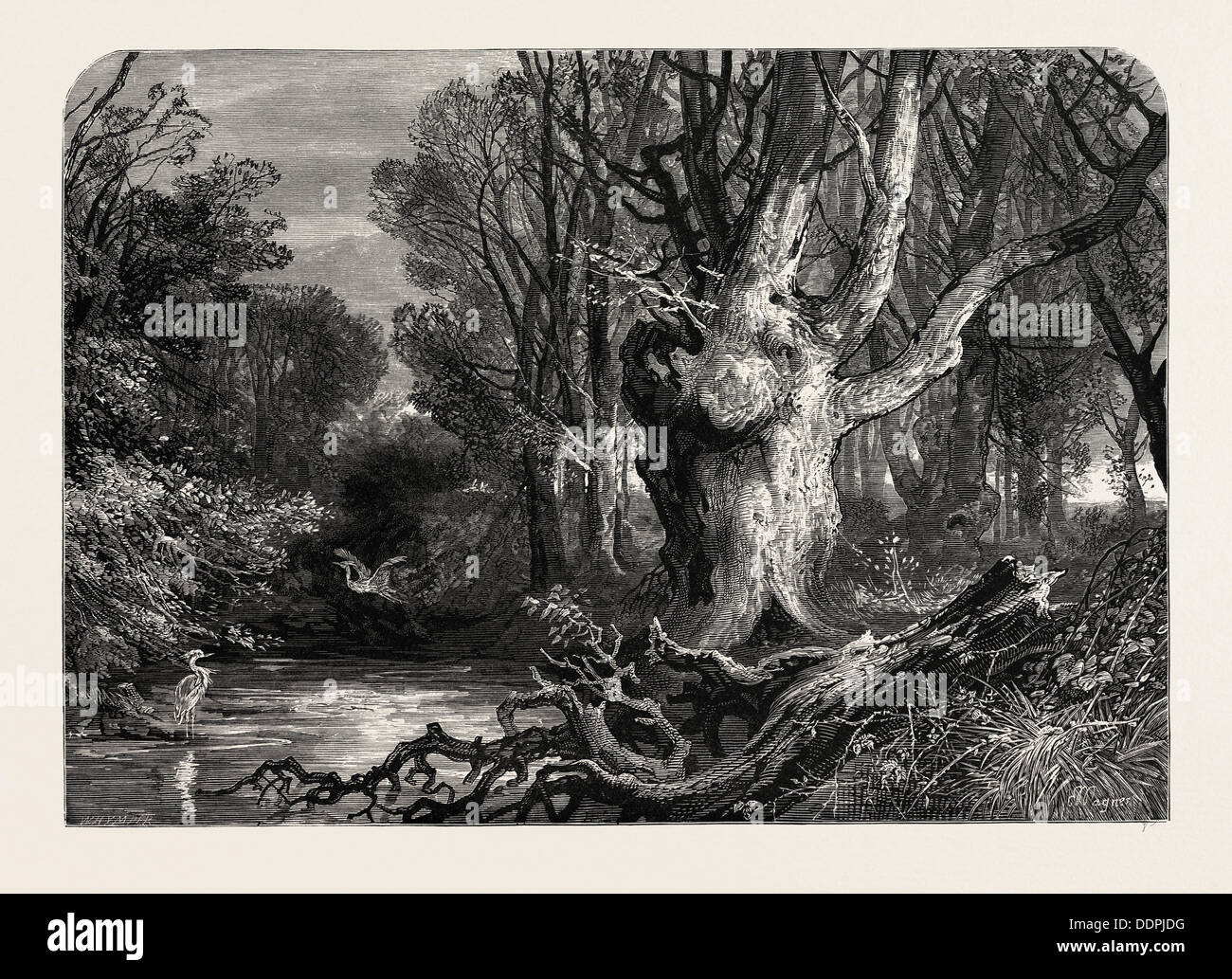 New forest history hi-res stock photography and images - Alamy