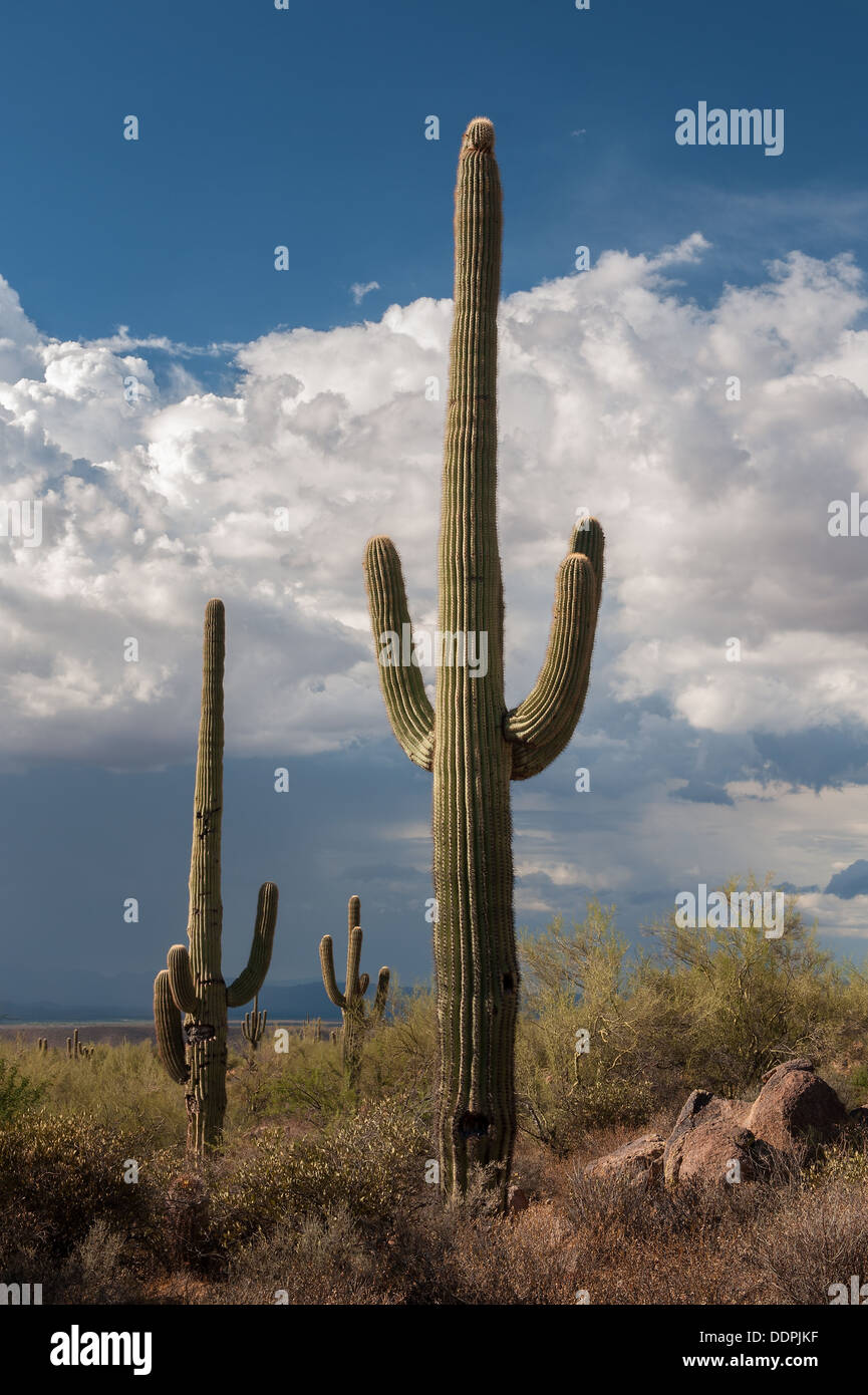 Large Monsoon Clouds Form Over The Arizona Desert Stock Photo - Alamy